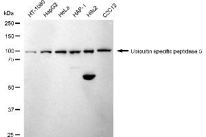 Western blotting analysis using Ubiquitin specific peptidase 5 antibody (ABIN7800737).