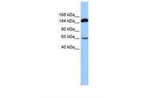 Image no. 1 for anti-S1 RNA Binding Domain 1 (SRBD1) (N-Term) antibody (ABIN6737959) (SRBD1 Antikörper  (N-Term))