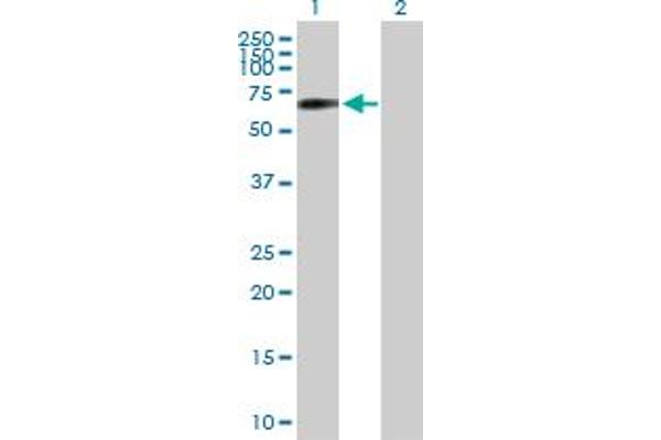 Syntaphilin Antikörper  (AA 1-494)