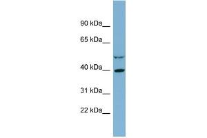 WB Suggested Anti-IDH3A Antibody Titration:  0. (IDH3A Antikörper  (Middle Region))