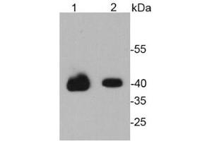 Lane 1: NCCIT lysates, Lane 2: D3 lysates probed with Oct 4 (1F4) Monoclonal Antibody  at 1:1000. (OCT4 Antikörper)