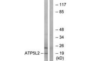 Western Blotting (WB) image for anti-ATP Synthase, H+ Transporting, Mitochondrial Fo Complex, Subunit G2 (ATP5L2) (AA 51-100) antibody (ABIN2890143) (ATP5L2 Antikörper  (AA 51-100))