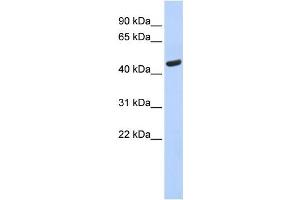Western Blotting (WB) image for anti-Tryptophanyl-tRNA Synthetase (WARS) antibody (ABIN2460069) (WARS Antikörper)