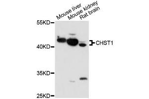 Western blot analysis of extracts of various cell lines, using CHST1 antibody (ABIN6292877) at 1:1000 dilution. (CHST1 Antikörper)