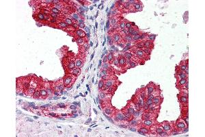 Anti-CYB5A / Cytochrome b5 antibody IHC of human prostate. (CYB5A Antikörper  (AA 1-135))