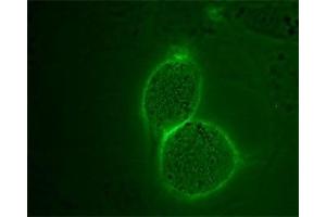 Expression of Angiotensin II receptor type-2 in mouse 3T3-L1 cells - Cell surface detection of Angiotensin II receptor type-2 in intact live mouse 3T3-L1 cells with Anti-Angiotensin II Receptor Type-2 (extracellular)-ATTO Fluor-488 Antibody (ABIN7042926), (1:50), (green). (Angiotensin II Type 2 Receptor Antikörper  (Extracellular) (Atto 488))