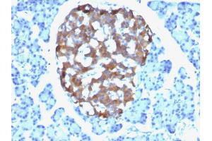 Formalin-fixed, paraffin-embedded human Pancreas stained with Chromogranin A Mouse Monoclonal Antibody (CHGA/765). (Chromogranin A Antikörper)