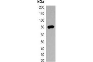 Western blot analysis of over-expressed V5-tagged protein in 293T cell lysate.