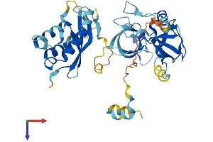 NCF1 Protein (AA 1-390) (His tag)