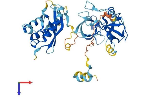 NCF1 Protein (AA 1-390) (His tag)