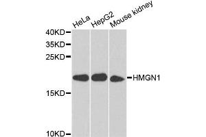 Western blot analysis of extracts of various cell lines, using HMGN1 antibody (ABIN5975005) at 1/1000 dilution. (HMGN1 Antikörper)