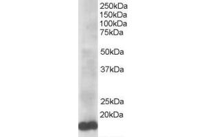 ABIN184900 staining (0. (UBE2L3 Antikörper  (C-Term))
