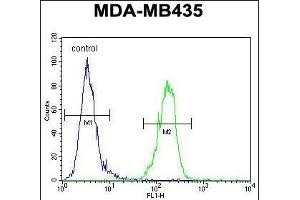 AKT1 Antibody (N-term) (ABIN391212 and ABIN2841290) flow cytometric analysis of MDA-M cells (right histogram) compared to a negative control cell (left histogram). (AKT1 Antikörper  (N-Term))