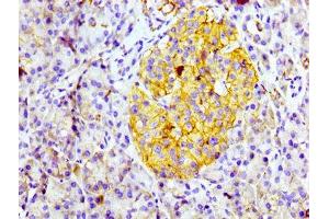 IHC image of ABIN7127288 diluted at 1:100 and staining in paraffin-embedded human pancreatic tissue performed on a Leica BondTM system. (Rekombinanter CD99 Antikörper)