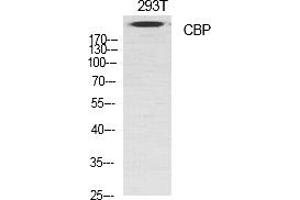 Western Blot analysis of various cells using CBP Polyclonal Antibody diluted at 1:1000. (CBP Antikörper  (AA 2370-2450))