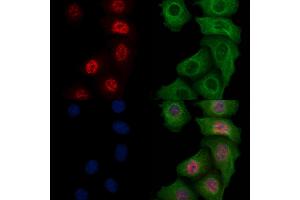 ABIN6256764 and ABIN6267179 staining heat-shock treated Hela cells by IF/ICC. (SHP1 Antikörper  (pTyr564))
