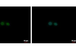 ICC/IF Image NF-E2 antibody [N1C3] detects NF-E2 protein at nucleus by immunofluorescent analysis. (NFE2 Antikörper  (Center))