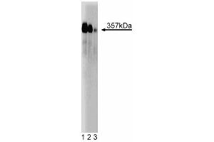 Western blot analysis of Mitosin on a Jurkat cell lysate (Human T-cell leukemia, ATCC TIB-152). (CENPF Antikörper  (AA 209-381))