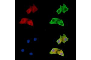 ABIN7096805 and ABIN7100871 staining HepG2 cells by IF/ICC. (ANGEL2 Antikörper)