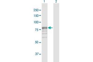 Western Blot analysis of GUSB expression in transfected 293T cell line by GUSB MaxPab polyclonal antibody. (Glucuronidase beta Antikörper  (AA 1-651))
