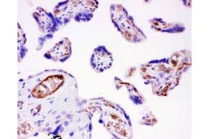 IHC-P: Integrin beta 1 antibody testing of human placenta tissue (ITGB1 Antikörper  (AA 527-728))