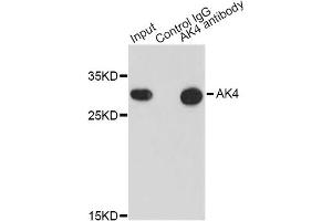 Immunoprecipitation analysis of 200ug extracts of HepG2 cells using 0. (AK4 Antikörper)