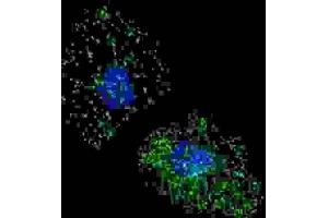Immunofluorescence (IF) image for anti-Lysosomal-Associated Membrane Protein 3 (LAMP3) antibody (ABIN3000095)