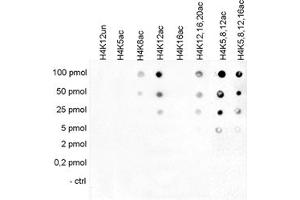 Cross reactivity test using the Histone H4 (K12ac) antibody. (HIST1H4A Antikörper  (acLys12))