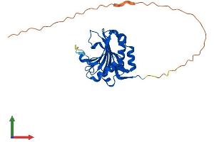 Protein Structure (PS) image for Eukaryotic Translation Initiation Factor 4E Family Member 1B (EIF4E1B) (AA 1-244) protein (His tag) (ABIN7557279)