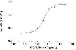 M-CSF, Mouse stimulates cell proliferation of M-NFS-60 cells. (M-CSF/CSF1 Protein (AA 33-187))