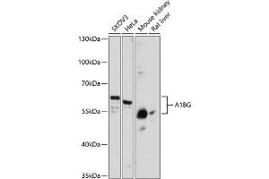 Western blot analysis of extracts of various cell lines, using BG antibody (1583) at 1:3000 dilution. (A1BG Antikörper  (AA 236-495))