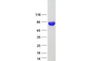 Validation with Western Blot (BIN1 Protein (Transcript Variant 9) (Myc-DYKDDDDK Tag))