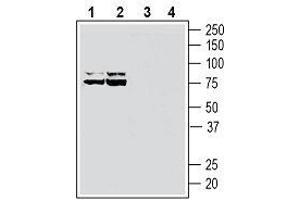 Western Blotting (WB) image for anti-ATPase, Na+/K+ Transporting, beta 3 Polypeptide (ATP1B3) (AA 66-80), (Extracellular) antibody (ABIN7042963)