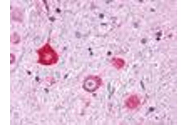 GPR151 Antikörper  (Cytoplasmic Domain)