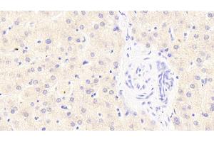 Immunohistochemistry (IHC) image for anti-Sphingosine-1-Phosphate Lyase 1 (SGPL1) (AA 239-493) antibody (ABIN7439186)