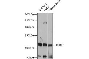 Western blot analysis of extracts of various cell lines, using RRBP1 antibody (ABIN6132872, ABIN6147259, ABIN6147260 and ABIN6215844) at 1:3000 dilution.