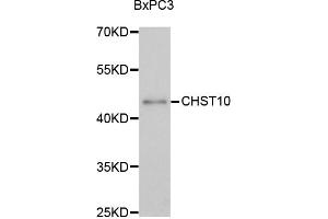 Western blot analysis of extracts of BxPC-3 cells, using CHST10 antibody (ABIN1875846) at 1:3000 dilution. (CHST10 Antikörper)