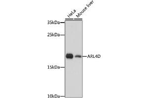 Western blot analysis of extracts of various cell lines, using D antibody (ABIN7265495) at 1:1000 dilution. (ARL4D Antikörper  (AA 92-201))