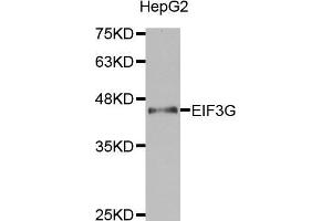 Western blot analysis of extracts of HepG2 cell lines, using EIF3G antibody. (EIF3G Antikörper  (AA 1-320))