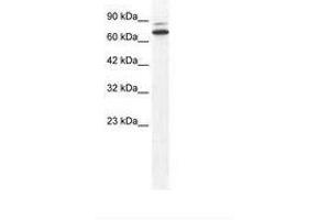 Image no. 1 for anti-Zinc Finger Protein 57 (ZFP57) (N-Term) antibody (ABIN6736000) (ZFP57 Antikörper  (N-Term))