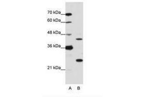 Image no. 2 for anti-MYC Induced Nuclear Antigen (MINA) (N-Term) antibody (ABIN203044)