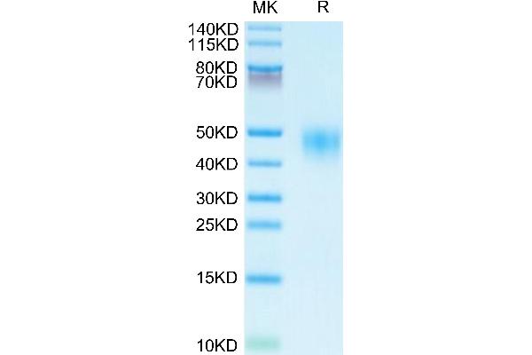 CD48 Protein (CD48) (AA 27-220) (His tag)