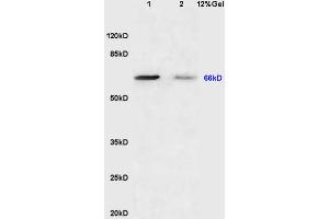 Lane 1: mouse brain lysates Lane 2: mouse lung lysates probed with Anti Sema7A/CD108 Polyclonal Antibody, Unconjugated (ABIN749363) at 1:200 in 4 °C. (SEMA7A Antikörper  (AA 351-450))