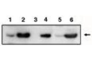 Image no. 1 for anti-Tumor Protein P53 Inducible Protein 3 (TP53I3) antibody (ABIN201595) (TP53I3 Antikörper)