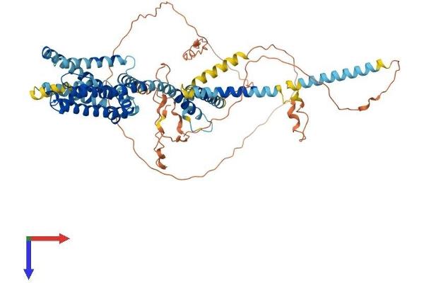 KCNQ4 Protein (AA 1-695) (His tag)