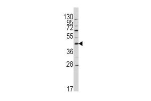 Western blot analysis of anti-OA5 Antibody (N-term) 7412a in HL60 cell line lysates (35 μg/lane). (APOA5 Antikörper  (N-Term))