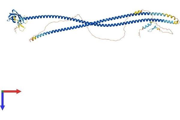 CALCOCO1 Protein (AA 1-691) (His tag)