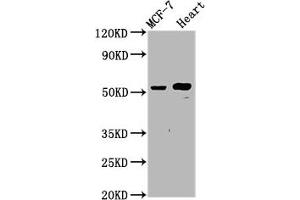 Western Blot Positive WB detected in: MCF-7 whole cell lysate, Rat heart tissue All lanes: NOP53 antibody at 4. (Ribosome Biogenesis Protein NOP53 (NOP53) (AA 227-405) Antikörper)