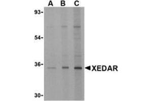 Western blot analysis of XEDAR in 293 cell lysate with this product at (A) 0. (Ectodysplasin A2 Receptor Antikörper)