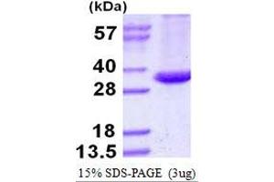Image no. 1 for Antigen 85-A protein (His tag) (ABIN1098251) (Antigen 85-A protein (His tag))